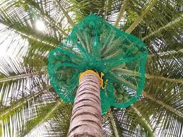 Coconut Tree Safety Nets Installation Service in Bengaluru