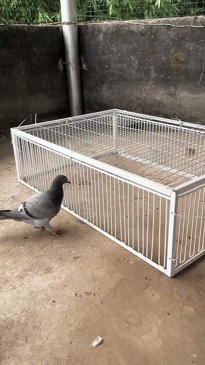 Pigeon safety nets in Bangalore for balconies, windows and terraces