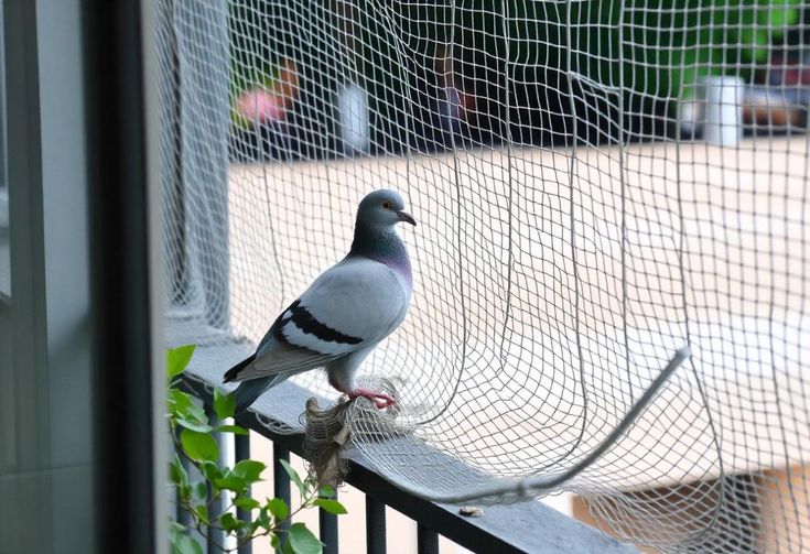Pigeon safety nets in Bangalore for balconies, windows and terraces