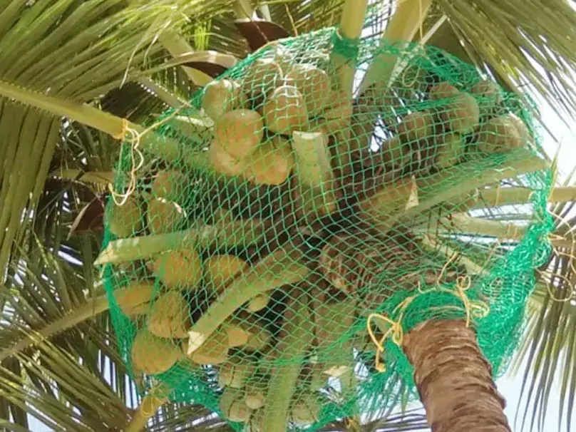 Coconut tree safety net installation to prevent falling coconuts and protect people and vehicles
