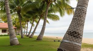 Coconut tree safety net installation to prevent falling coconuts and ensure safety